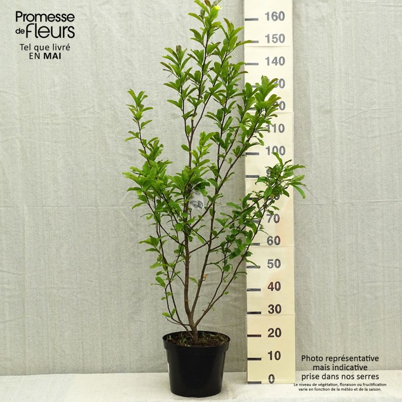 Magnolia x loebneri Leonard Messel 6L/7L pot sample as delivered in spring