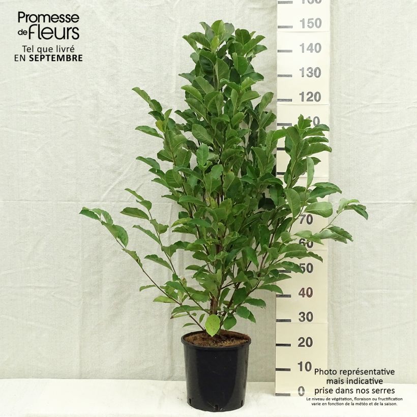 Magnolia x loebneri Merrill 7.5L/10L pot sample as delivered in autumn