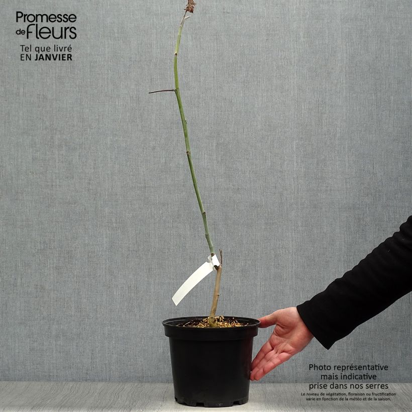 Magnolia macrophylla subsp. ashei 4L/5L pot sample as delivered in winter