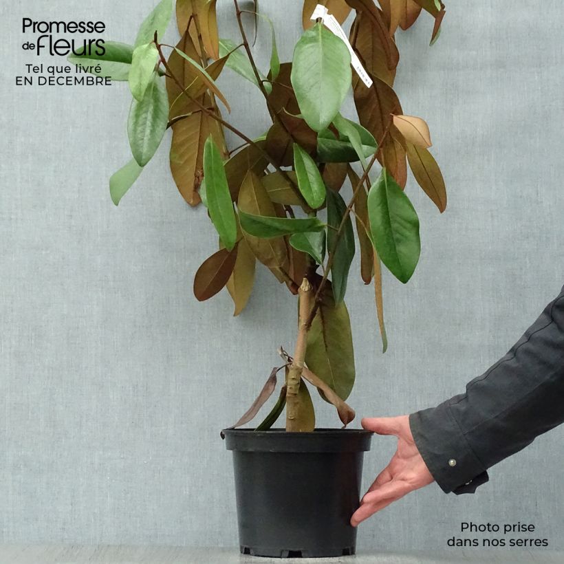 Magnolia grandiflora D.d. blanchard 4L/5L pot sample as delivered in winter