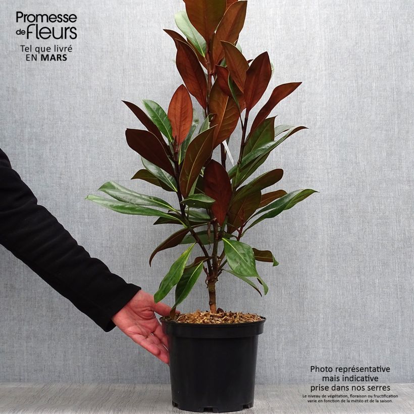 Magnolia grandiflora D.d. blanchard 4L/5L pot sample as delivered in spring