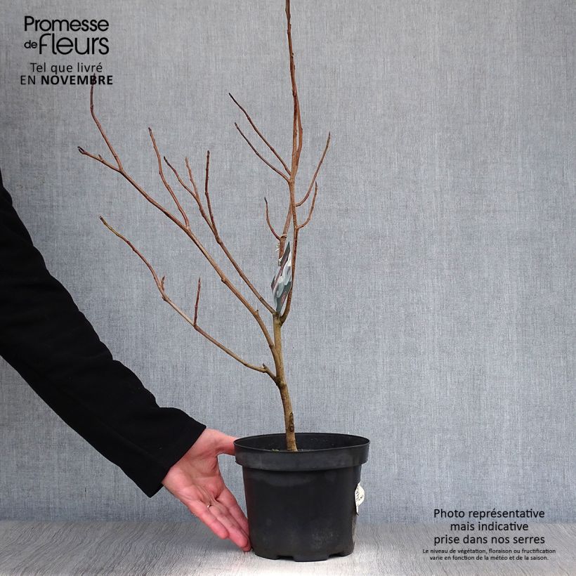 Magnolia sieboldii 3L/4L pot sample as delivered in autumn