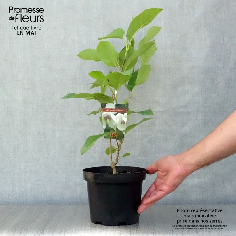 Magnolia sieboldii 3L/4L pot sample as delivered in spring