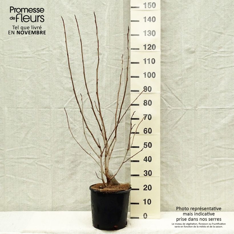 Magnolia sieboldii 7.5L/10L pot sample as delivered in autumn