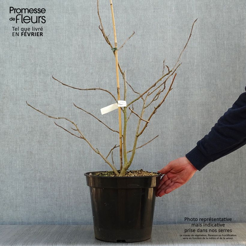 Magnolia sieboldii Colossus 7.5L/10L pot sample as delivered in winter