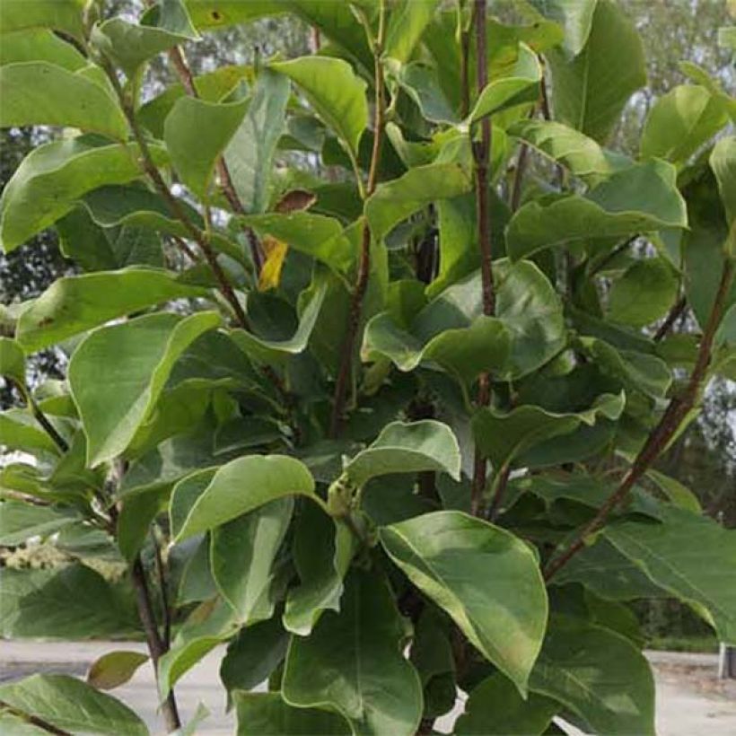 Magnolia  soulangeana Alba Superba (Foliage)