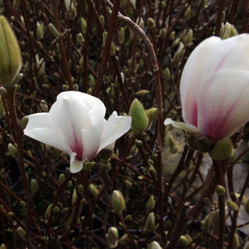 Magnolia  soulangeana Alba Superba (Flowering)