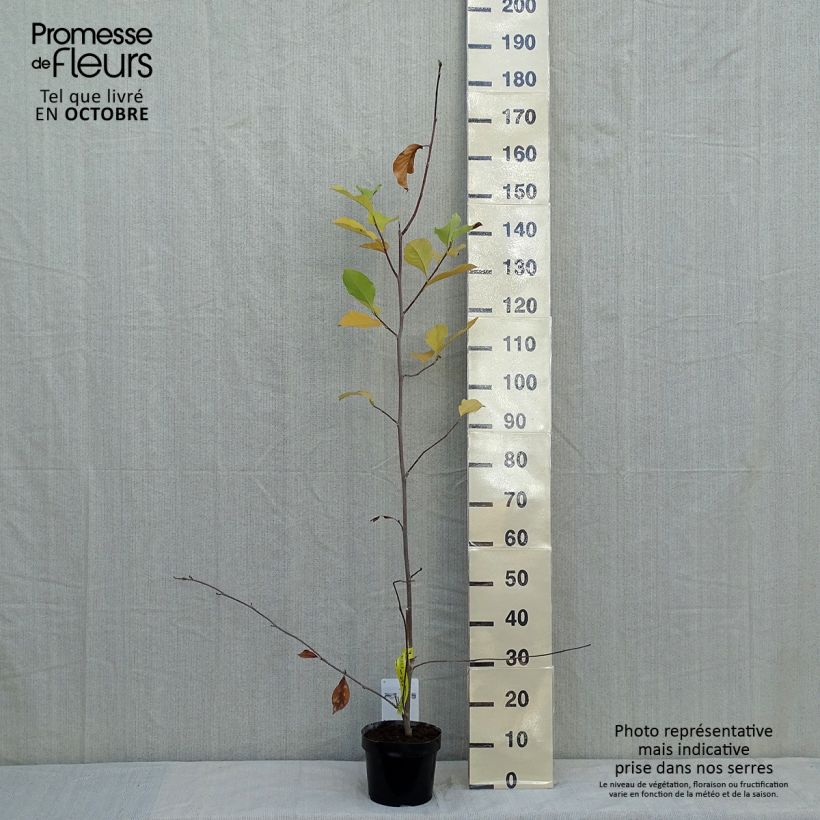 Magnolia  soulangeana Alba Superba 3L/4L pot sample as delivered in autumn