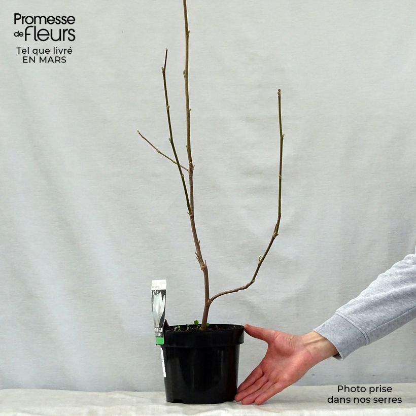 Magnolia  soulangeana Alba Superba 3L/4L pot sample as delivered in spring