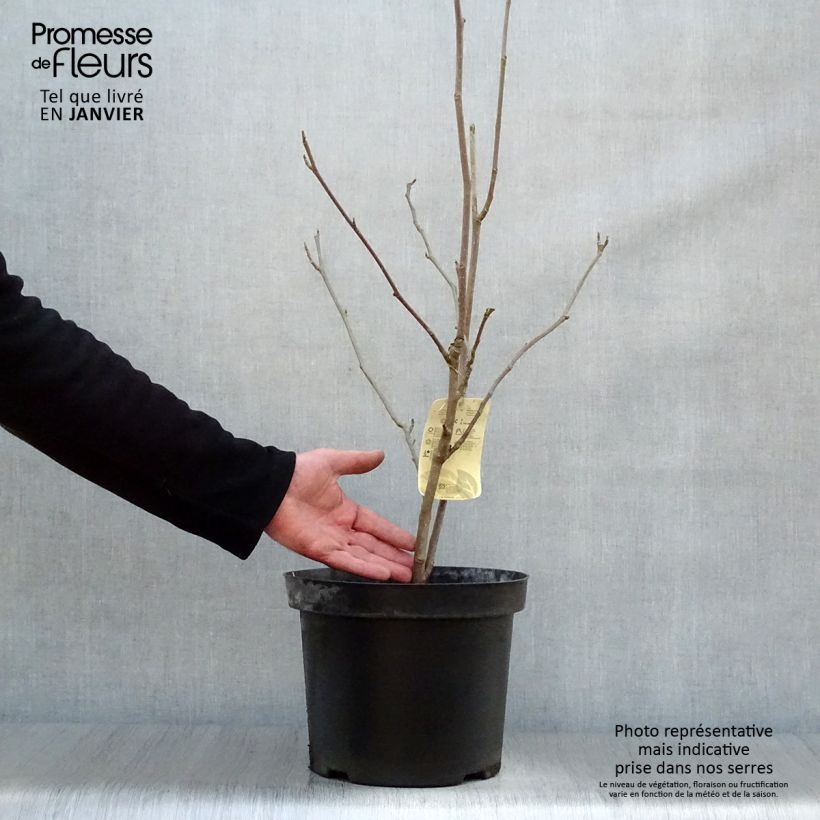 Magnolia  soulangeana Alba Superba 6L/7L pot sample as delivered in winter