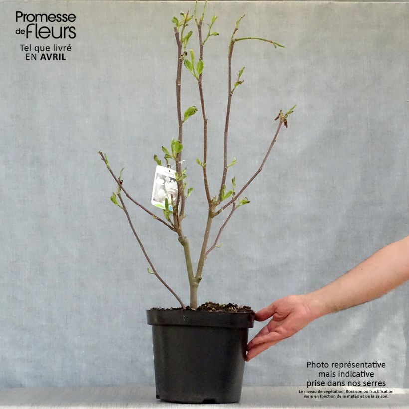Magnolia  soulangeana Alba Superba 6L/7L pot sample as delivered in spring
