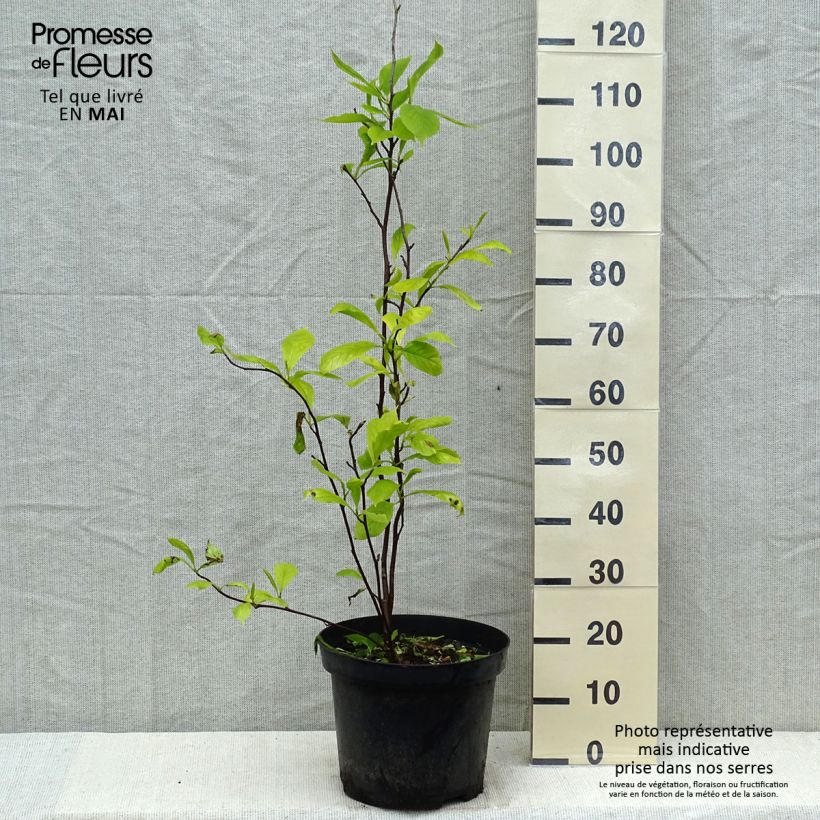 Magnolia x soulangeana 7.5L/10L pot sample as delivered in spring