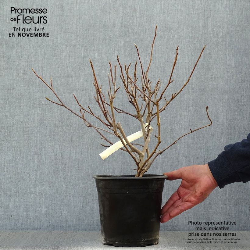 Magnolia x soulangeana 3L/4L pot sample as delivered in autumn