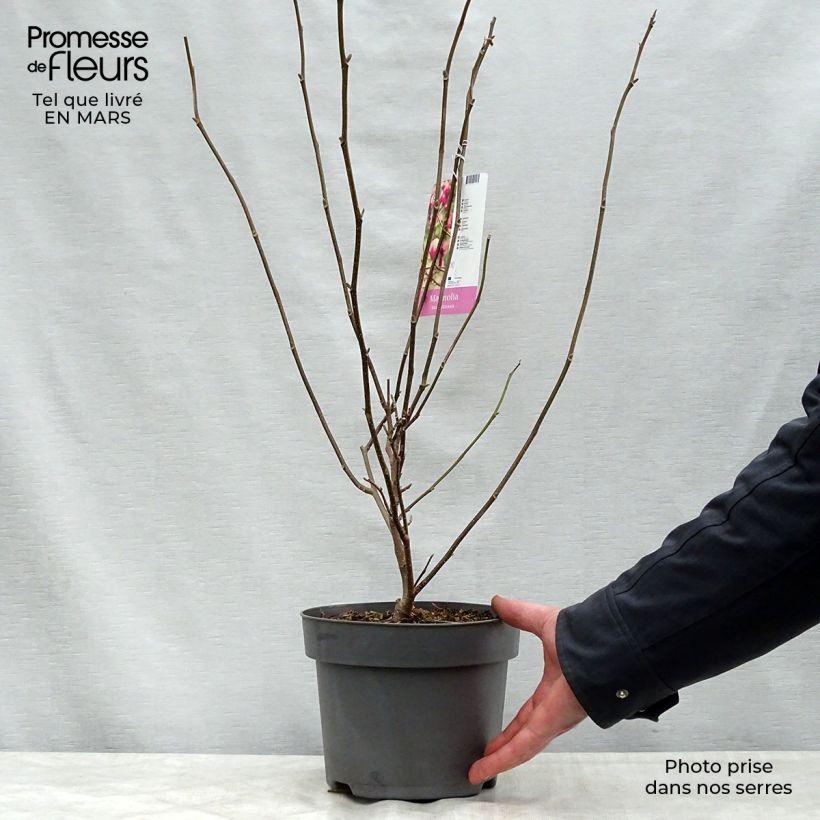 Magnolia x soulangeana 3L/4L pot sample as delivered in spring