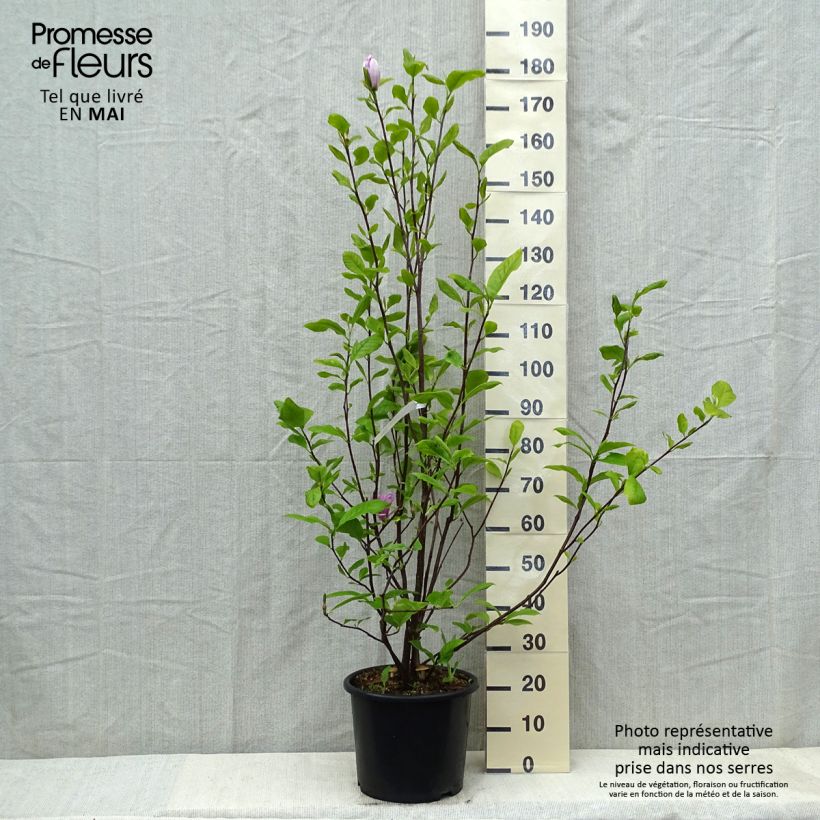 Magnolia  soulangeana Rustica Rubra 7.5L/10L pot sample as delivered in spring