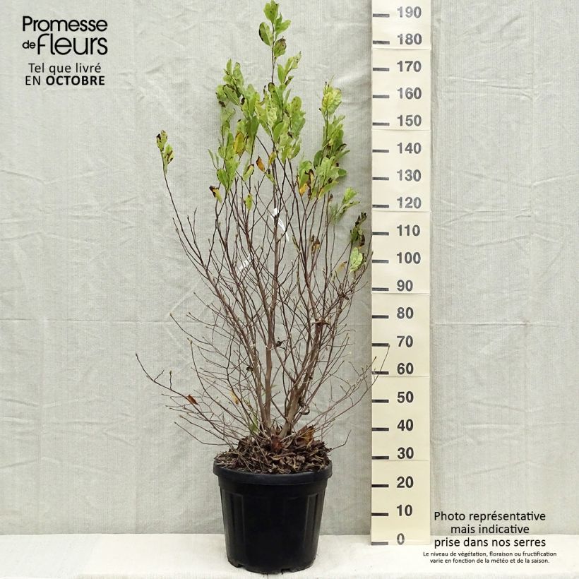 Magnolia stellata 20L/25L pot sample as delivered in autumn