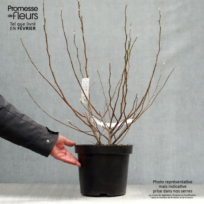 Magnolia stellata 7.5L/10L pot sample as delivered in winter