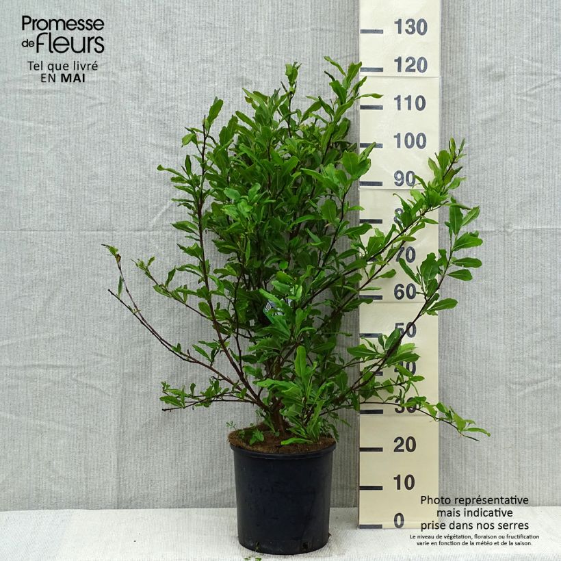 Magnolia stellata 7.5L/10L pot sample as delivered in spring