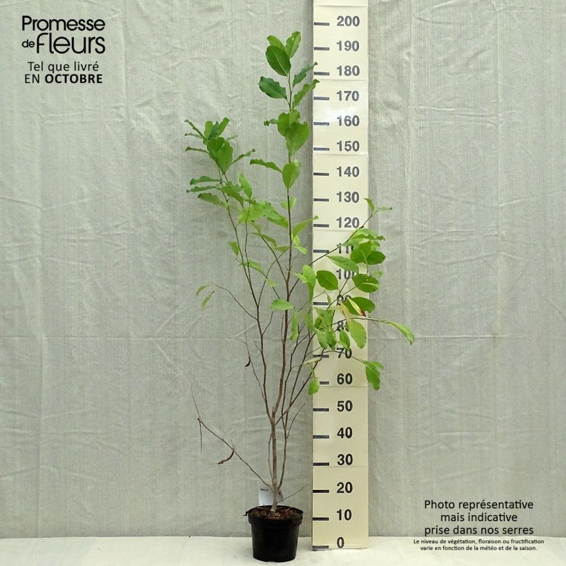 Magnolia stellata Rosea 2L/3L pot sample as delivered in autumn
