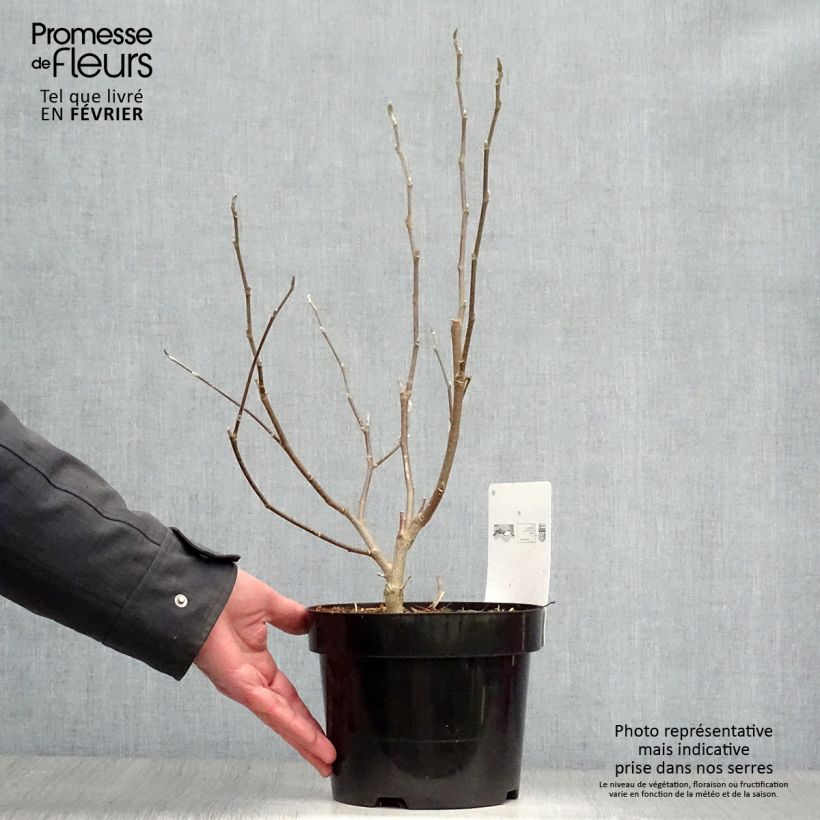 Magnolia stellata Royal Star 3L/4L pot sample as delivered in winter