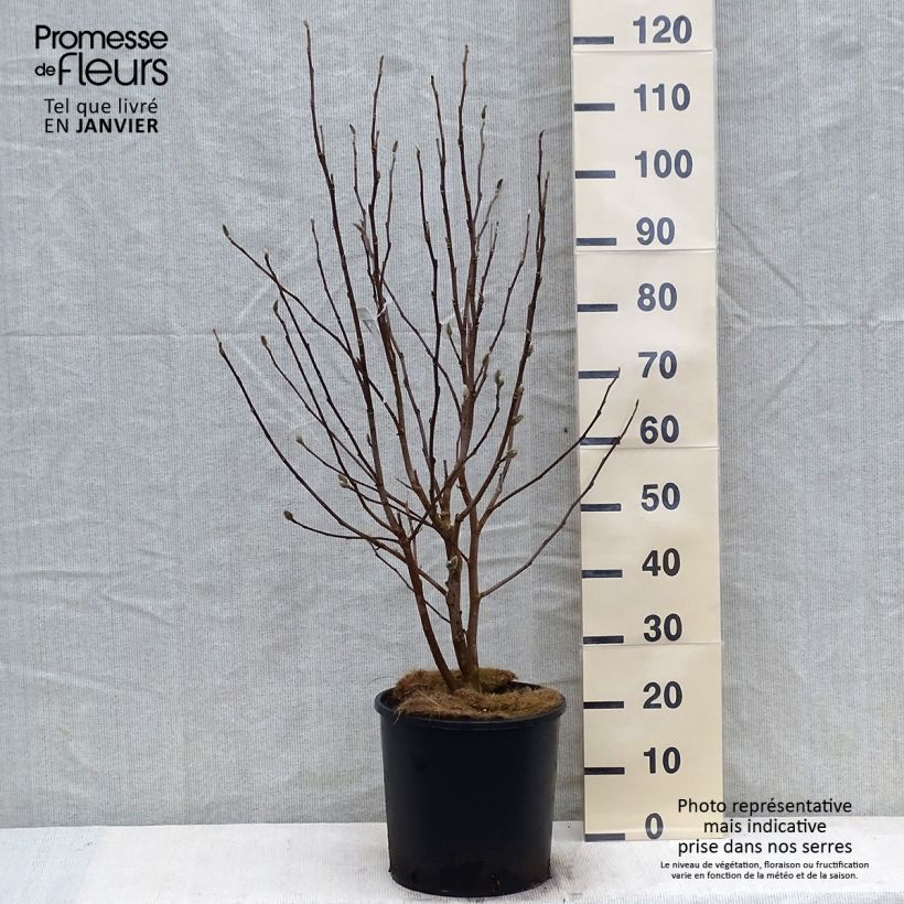 Magnolia stellata Royal Star 7.5L/10L pot sample as delivered in winter