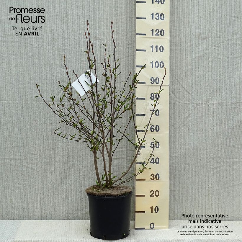 Magnolia stellata Royal Star 7.5L/10L pot sample as delivered in spring
