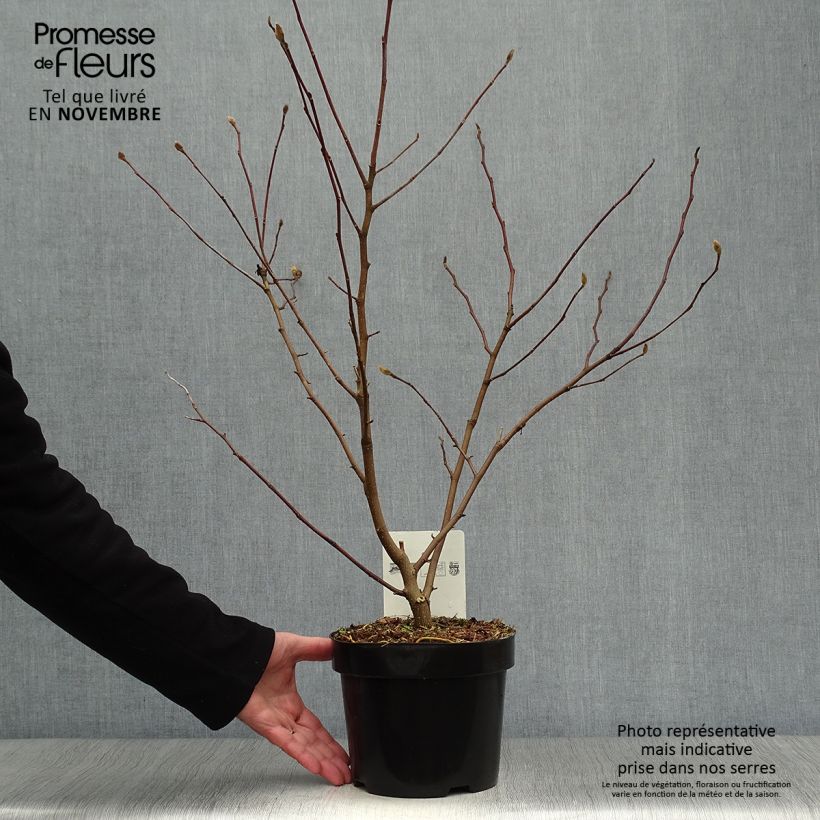 Magnolia stellata Royal Star 3L/4L pot sample as delivered in autumn
