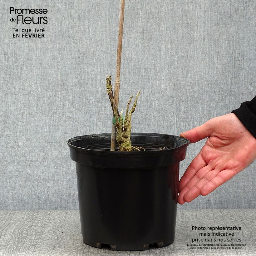 Magnolia tripetala 3L/4L pot sample as delivered in winter