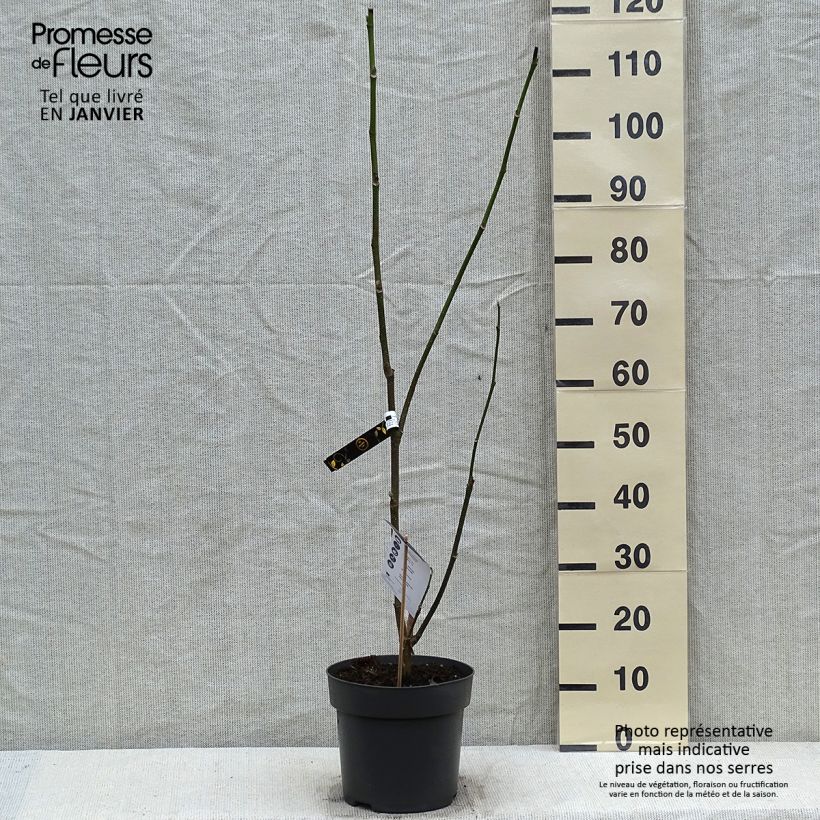 Magnolia soulangeana Cameo 4L/5L pot sample as delivered in winter