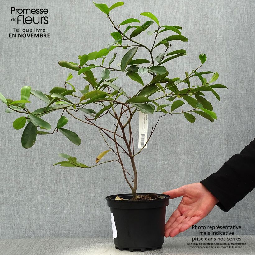 Magnolia yunnanensis 3L/4L pot sample as delivered in autumn