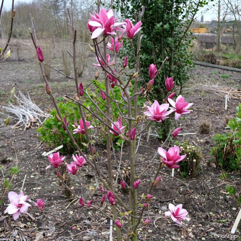 Magnolia Starburst (Plant habit)