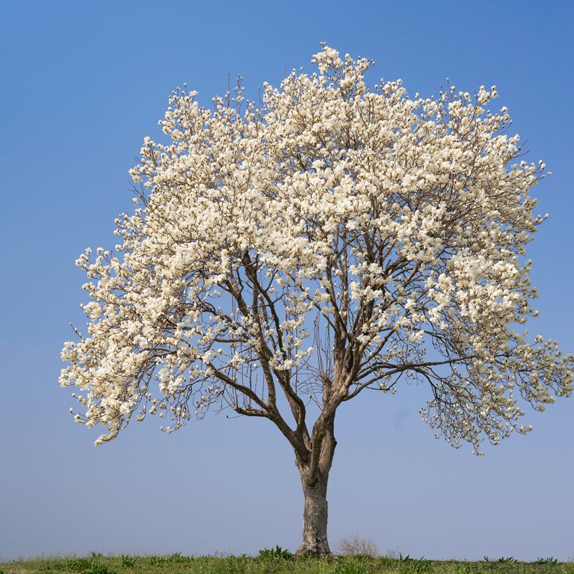 Magnolia kobus seeds (Plant habit)