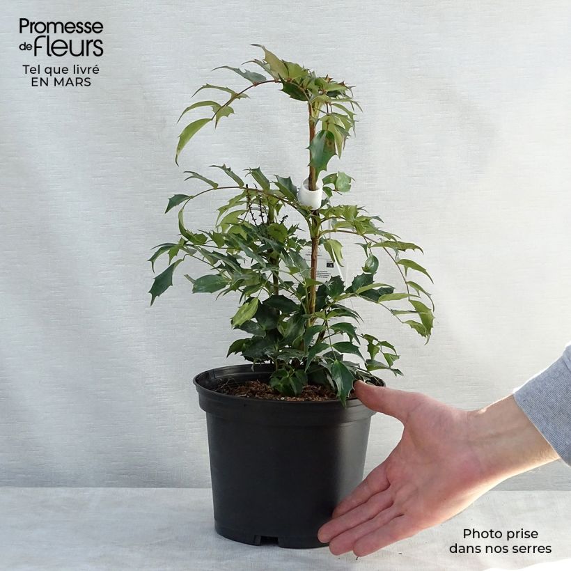 Mahonia nitens Cabaret 2L/3L pot sample as delivered in spring