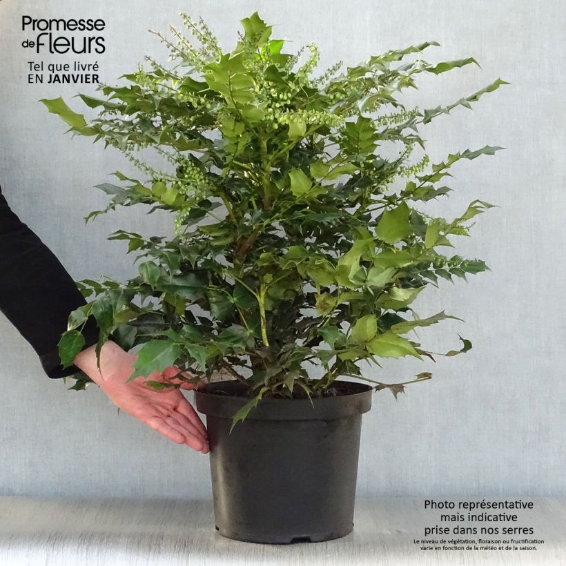 Mahonia japonica Hivernant 7.5L/10L pot sample as delivered in winter