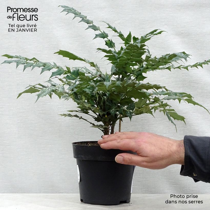 Mahonia x media Charity 2L/3L pot sample as delivered in winter