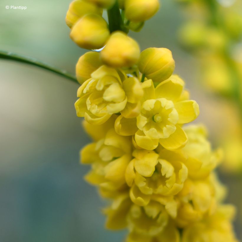 Mahonia eurybracteata subsp. ganpinensis 'Hillmah' Meteor - Mahonia inerme Meteor (Flowering)