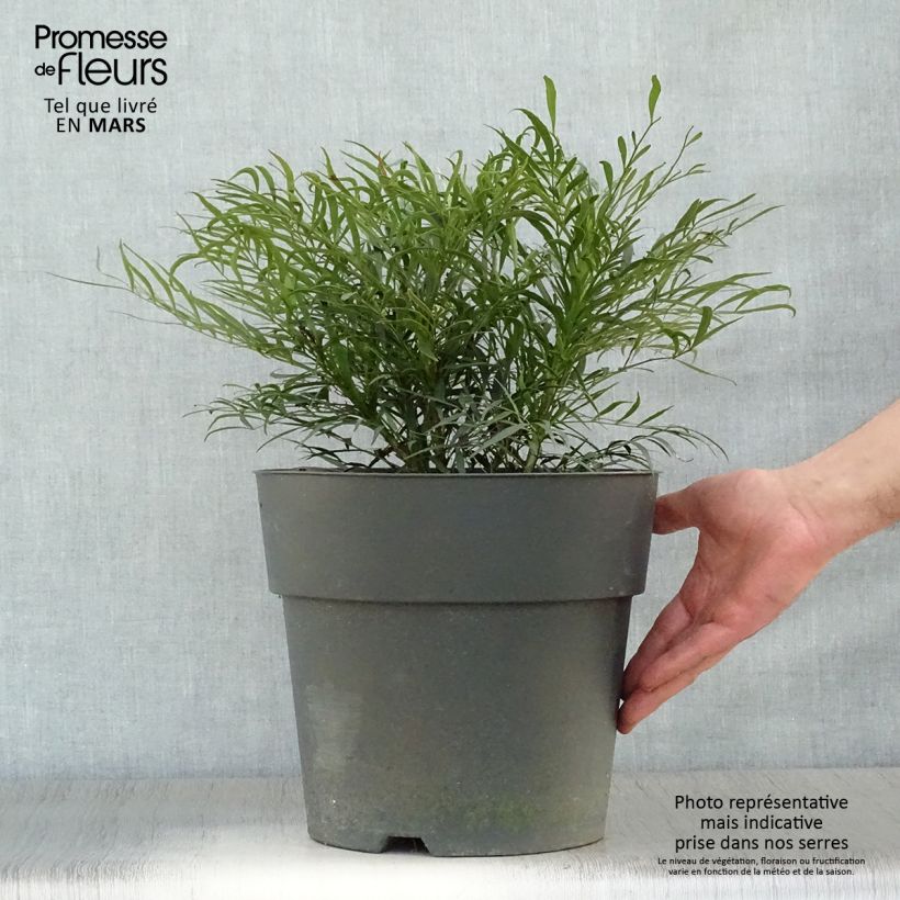 Mahonia Soft Caress - Mahonia hybrid 7.5L/10L pot sample as delivered in spring