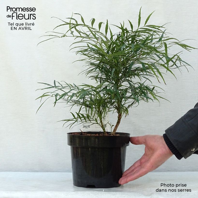 Mahonia Soft Caress - Mahonia hybrid 3L/4L pot sample as delivered in spring