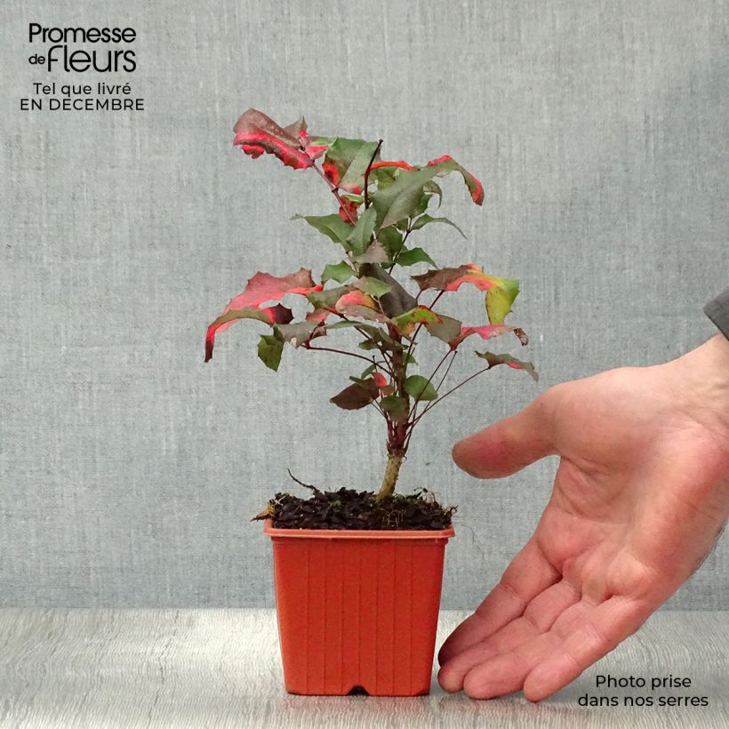 Mahonia aquifolium 8/9 cm pot sample as delivered in winter