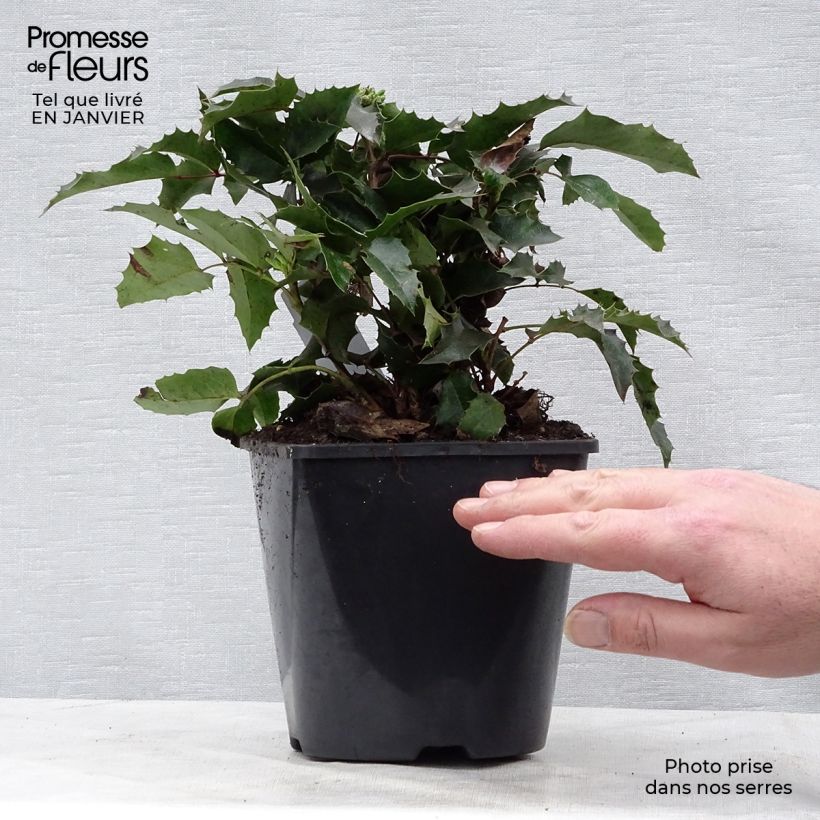 Mahonia aquifolium Apollo 2L/3L pot sample as delivered in winter