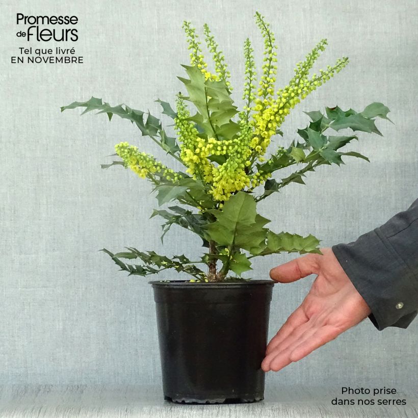 Mahonia x media Winter Sun 2L/3L pot sample as delivered in autumn