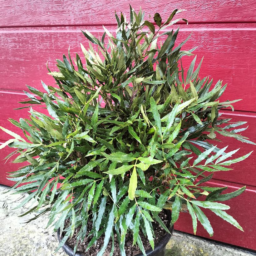 Mahonia sinensis (Plant habit)