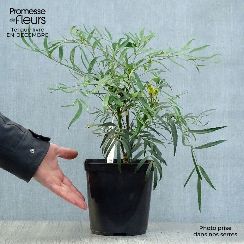 Mahonia eurybracteata Sweet Winter 3L/4L pot sample as delivered in winter