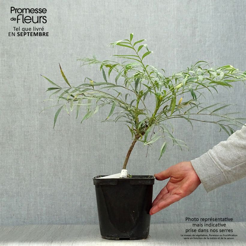 Mahonia eurybracteata Sweet Winter 3L/4L pot sample as delivered in autumn