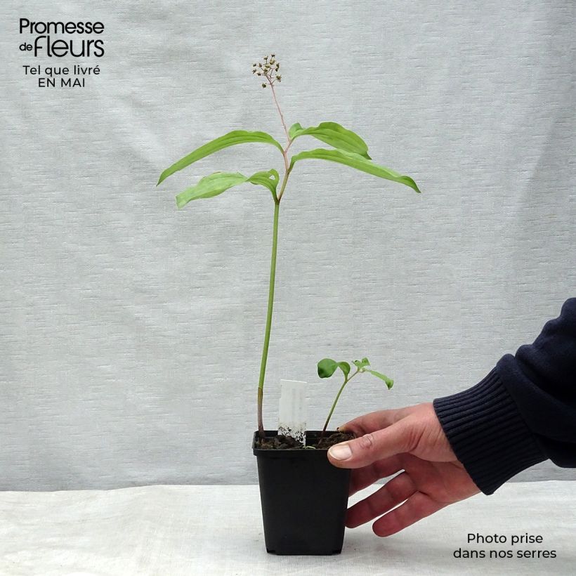 Maianthemum bifolium 8/9 cm pot sample as delivered in spring