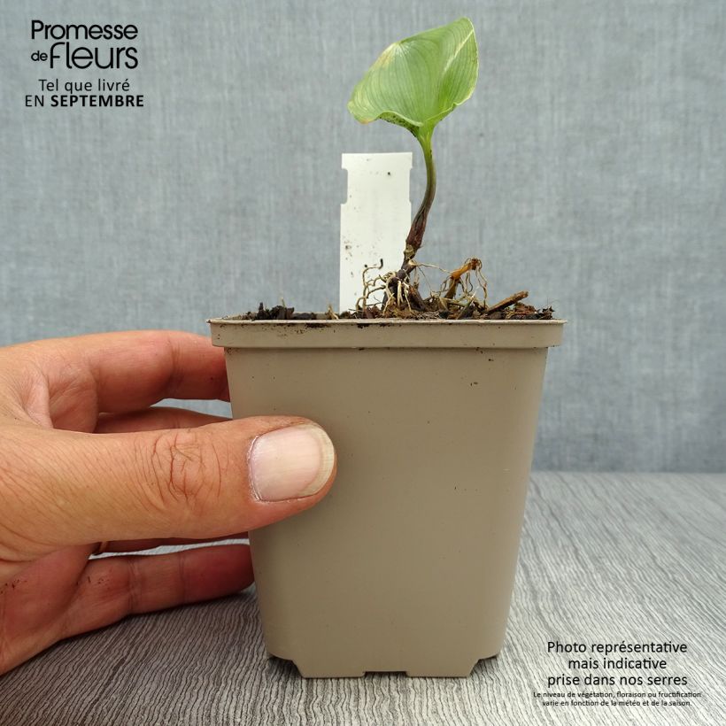 Maianthemum kamtschaticum 8/9 cm pot sample as delivered in autumn