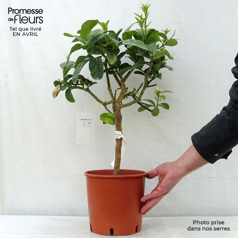 Buddha's Hand - Citrus medica var. sarcodactylis 4L/5L pot, Quarter standard sample as delivered in spring