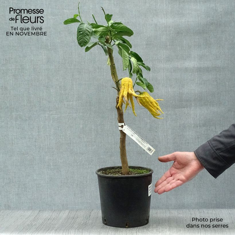 Buddha's Hand - Citrus medica var. sarcodactylis 4L/5L pot, Quarter standard sample as delivered in autumn