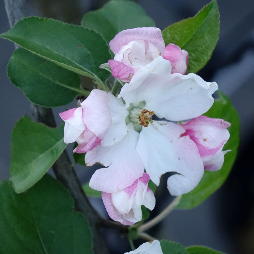 Apple Tree Golden Noble - Malus domestica (Flowering)