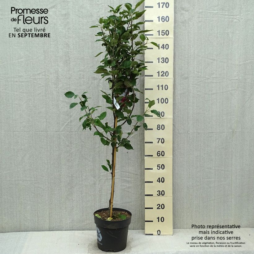 Apple Tree Ingrid Marie - Malus domestica 7.5L/10L pot sample as delivered in autumn
